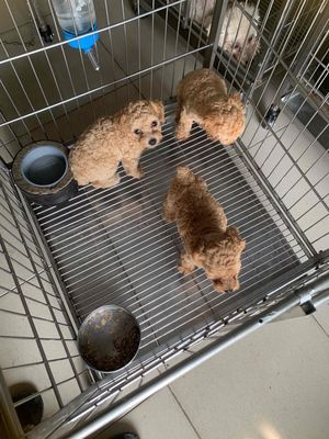 ❤️ Chó Poodle 💚 Teacup đực Cái gần  2 tháng