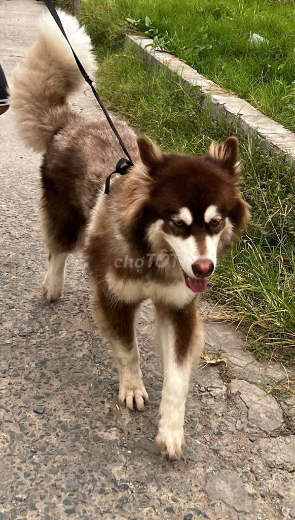 Bán cho alaska trưởng thành 2 tuổi. Mua bán Chó tại Thành phố Sa Đéc Đồng Tháp được đăng bởi Trí hình 1