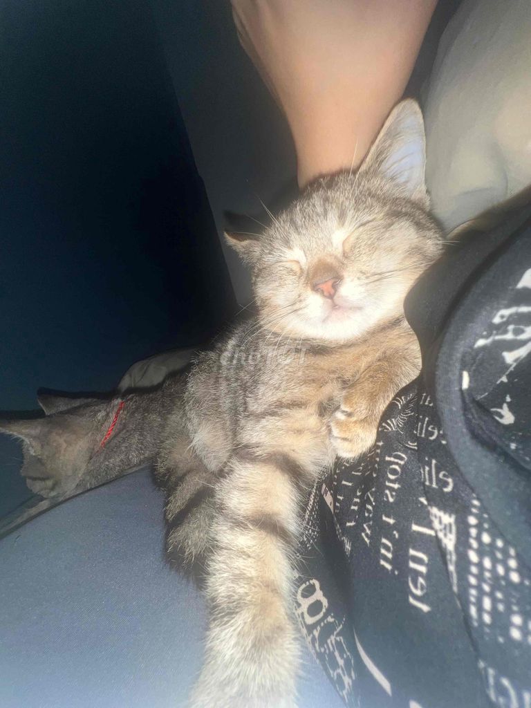 Mèo Bengal lai 4 tháng tuổi đã tiêm 3 mũi. Mua bán Mèo tại Quận 6 Tp Hồ Chí Minh được đăng bởi Nhu Nhu hình 7