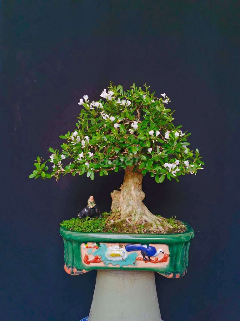 Cây Linh Sam hoa trắng bonsai cao 35cm