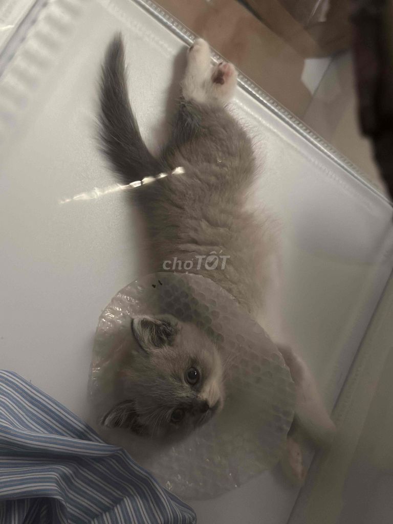 Mèo Ragdoll hima đực 2 tháng đã tiêm. Mua bán Mèo tại Huyện Gia Lâm Hà Nội được đăng bởi Bánh kem dau teyy hình 1