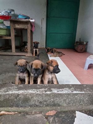 Chó con Malinois lai 37 ngày tuổi. Mua bán Chó tại Thị xã Bến Cát Bình Dương được đăng bởi danglan