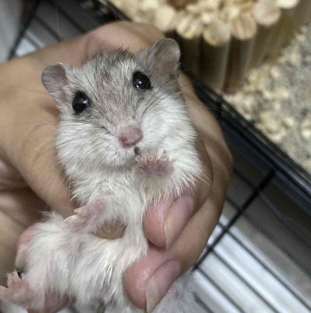 Chuột Hamster Winter White Xám trắng. Mua bán Thú cưng khác tại Quận 7 Tp Hồ Chí Minh được đăng bởi Ngọc hình 1