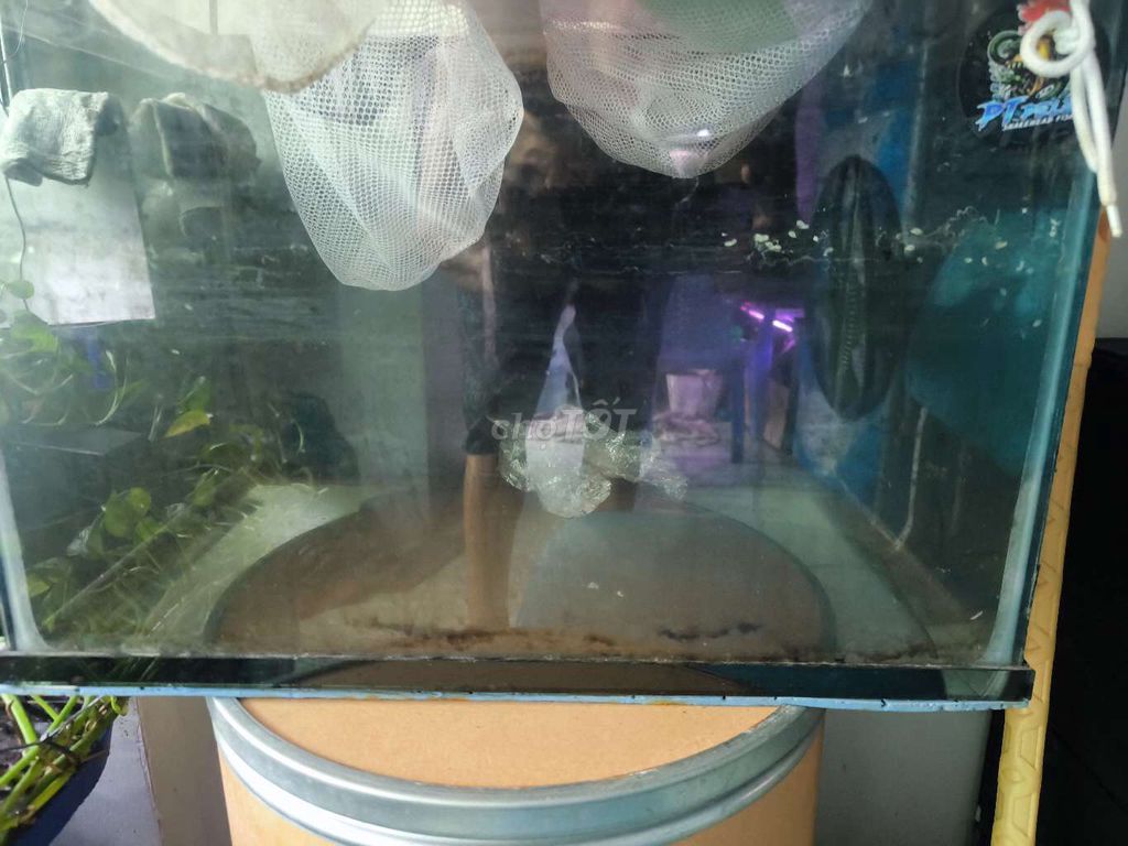 Hồ cá 50x35x35 cm kính 5 ly đen. Mua bán Phụ kiện, Thức ăn, Dịch vụ tại Quận Bình Tân Tp Hồ Chí Minh được đăng bởi phong hình 1