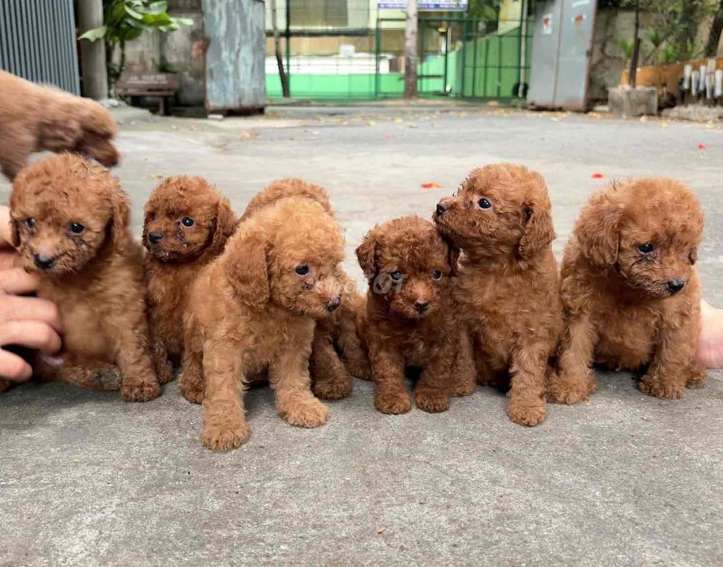 Chó Poodle Tini Đực/Cái Nâu đỏ 2 tháng đã tiêm. Mua bán Chó tại Quận Bình Thạnh Tp Hồ Chí Minh được đăng bởi Nguyễn phúc hình 1