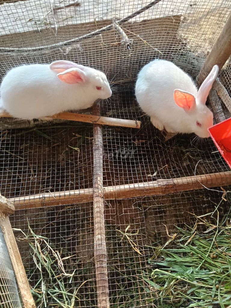 thỏ đực tơ đang lớn . Mua bán Thú cưng khác tại Huyện Châu Thành Tiền Giang được đăng bởi tuan hình 1