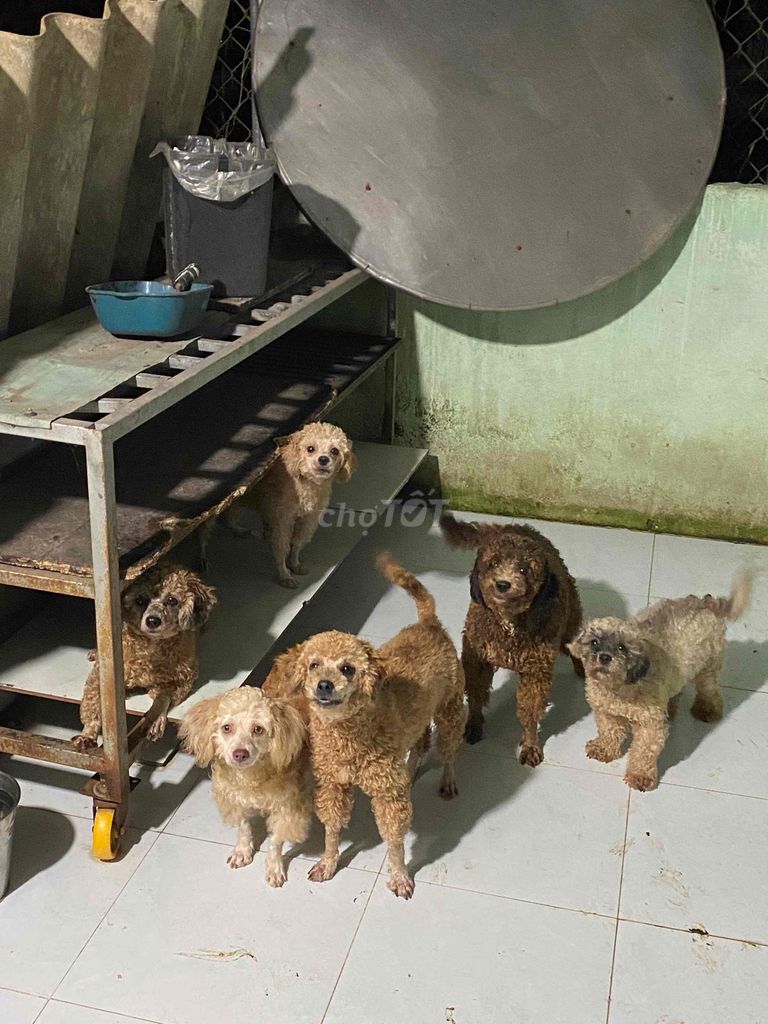 Chó Poodle lai. Mua bán Chó tại Thành phố Biên Hòa Đồng Nai được đăng bởi 03 - Trần Nguyễn Kim Thiên Anh hình 1