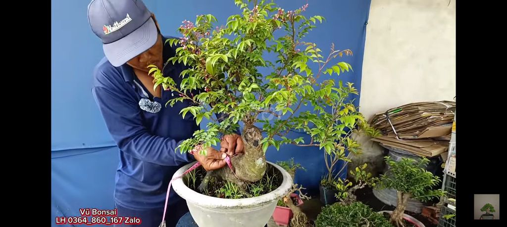 Cây cảnh Khế bonsai ghép Nhật. Mua bán Cây cảnh, đồ trang trí tại Thị xã Gò Công Tiền Giang được đăng bởi Tung hình 1