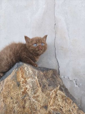 HCM Vũng Tàu bán mèo ALN đực màu nâu xinh xắn