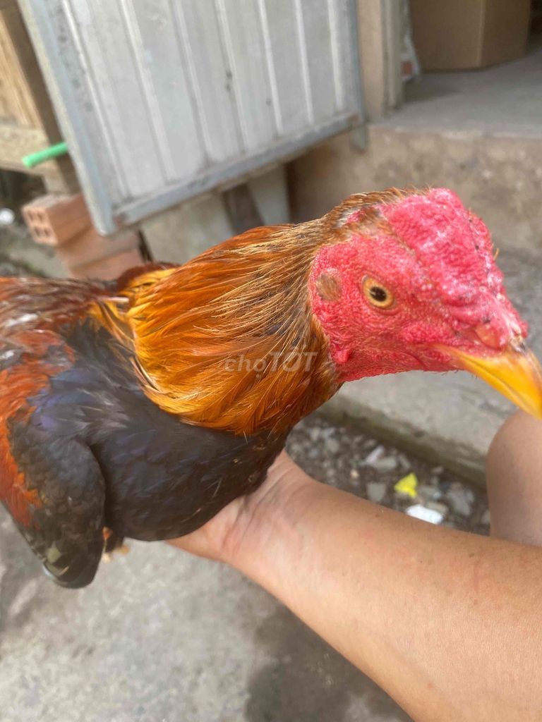 Gà chọi trống Thái Bình. Mua bán Gà tại Huyện Châu Thành Tây Ninh được đăng bởi tung hình 1