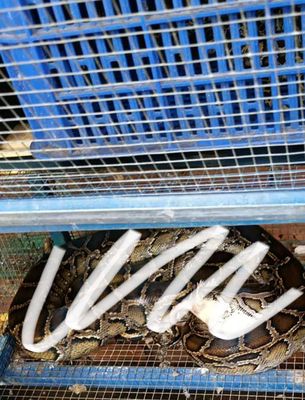 Pet cưng 7,   8ky. Mua bán Thú cưng khác tại Thành phố Biên Hòa Đồng Nai được đăng bởi Thanh