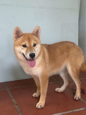 Chó Shiba Inu Cái Thuần chủng VKA