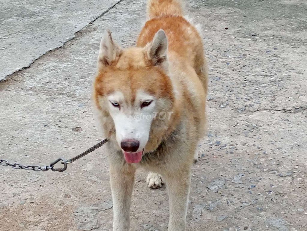 Chó Husky 2 Màu Mắt . Mua bán Chó tại Thành phố Biên Hòa Đồng Nai được đăng bởi Nhân Rottweiler  hình 1