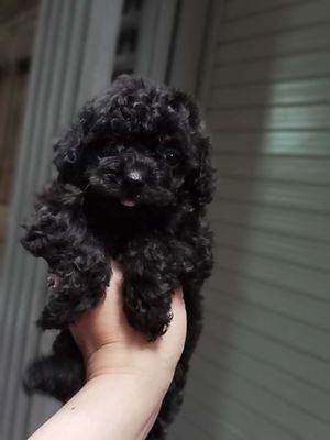 Poodle tiny màu đen