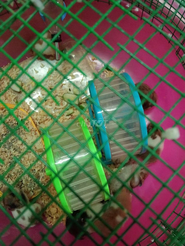 Chuột Hamster nhiều màu. Mua bán Thú cưng khác tại Quận 12 Tp Hồ Chí Minh được đăng bởi Huynhthanhlong hình 1