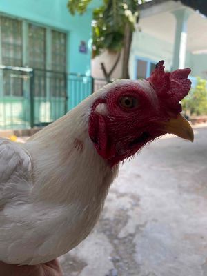 bướm mã lại. Mua bán Gà tại Huyện Nhà Bè Tp Hồ Chí Minh được đăng bởi bảo gà tre