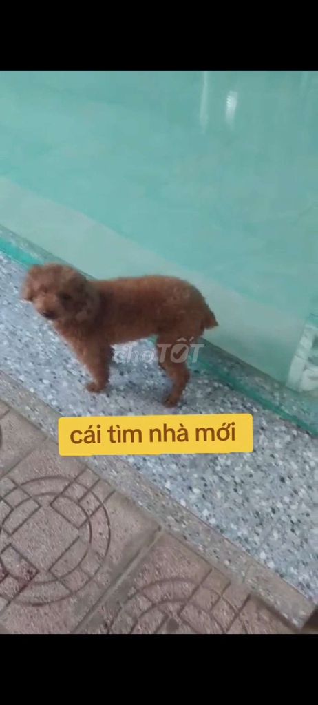 Cho poodle. Mua bán Chó tại Huyện Nhơn Trạch Đồng Nai được đăng bởi thuy tran hình 1