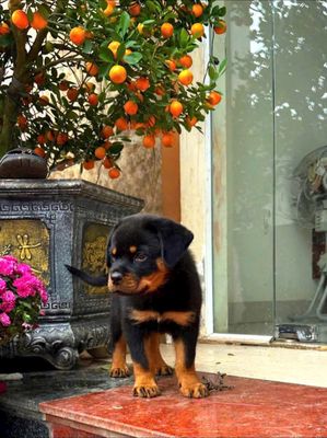 Chó Rottweiler 5.5-6kg Đen vàng đã tiêm