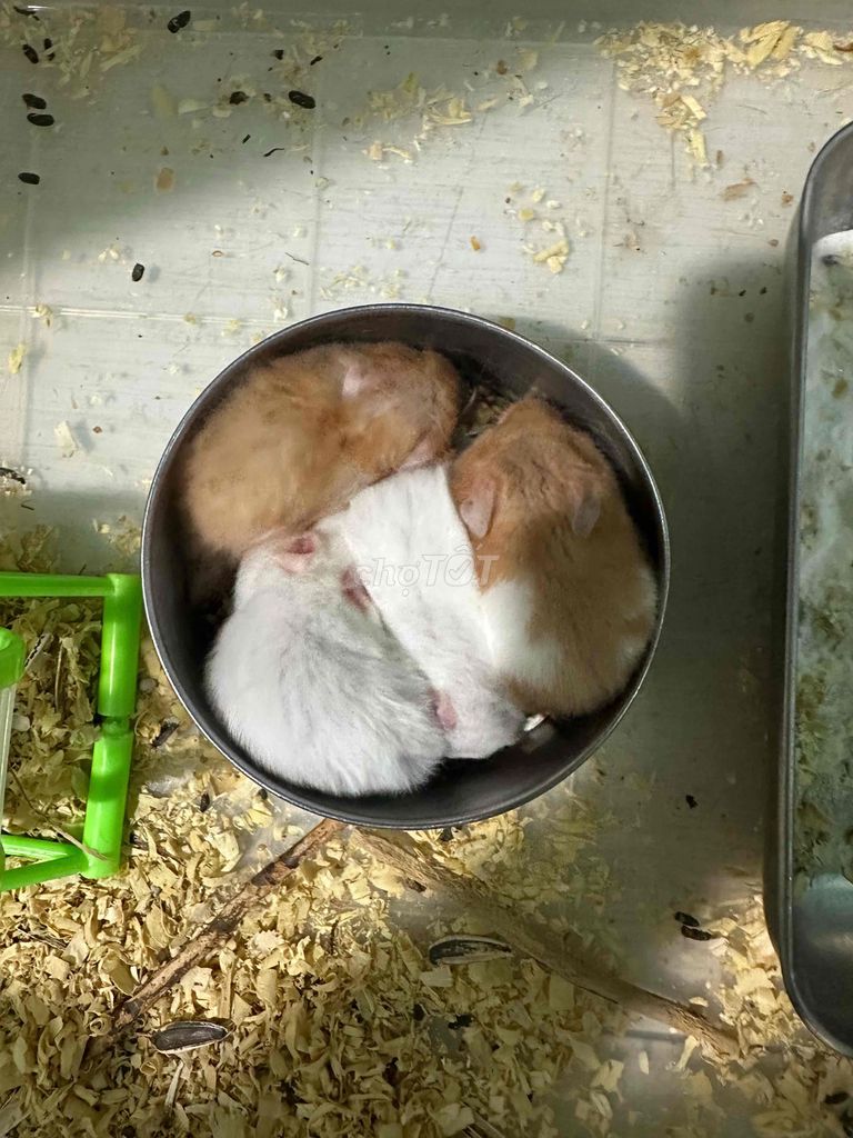 bán gấp. Mua bán Thú cưng khác tại Thành phố Thuận An Bình Dương được đăng bởi tuấn hình 1