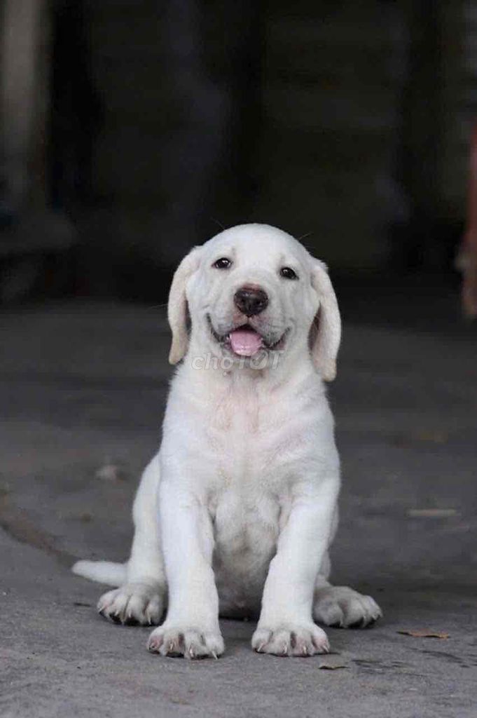 Chó Labrador Trắng Cả Hai. Mua bán Chó tại Huyện Hóc Môn Tp Hồ Chí Minh được đăng bởi Goden Hocmon hình 1