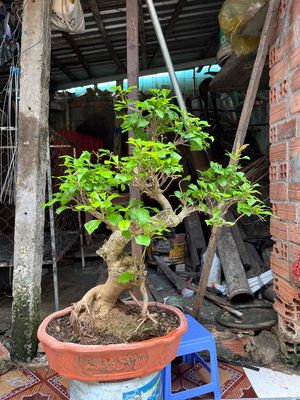 nguyệt bonsai bệ cây đế bệ rể mụp