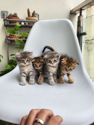 CẦN TÌM NHÀ MỚI CHO MẤY BÉ MÈO. Mua bán Mèo tại Quận Bình Thạnh Tp Hồ Chí Minh được đăng bởi Dinh Cuong Nguyen