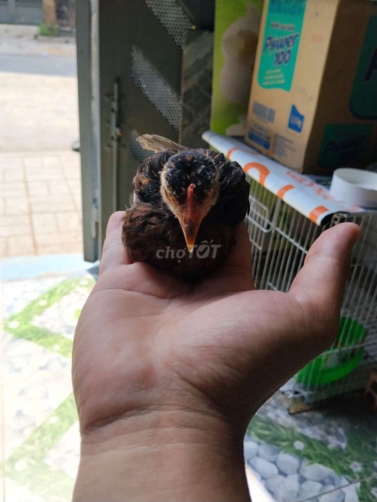 Gà tre Bắc cộc bông điều 150g chuẩn from. Mua bán Gà tại Huyện Đức Hòa Long An được đăng bởi Hưng Nguyễn hình 1