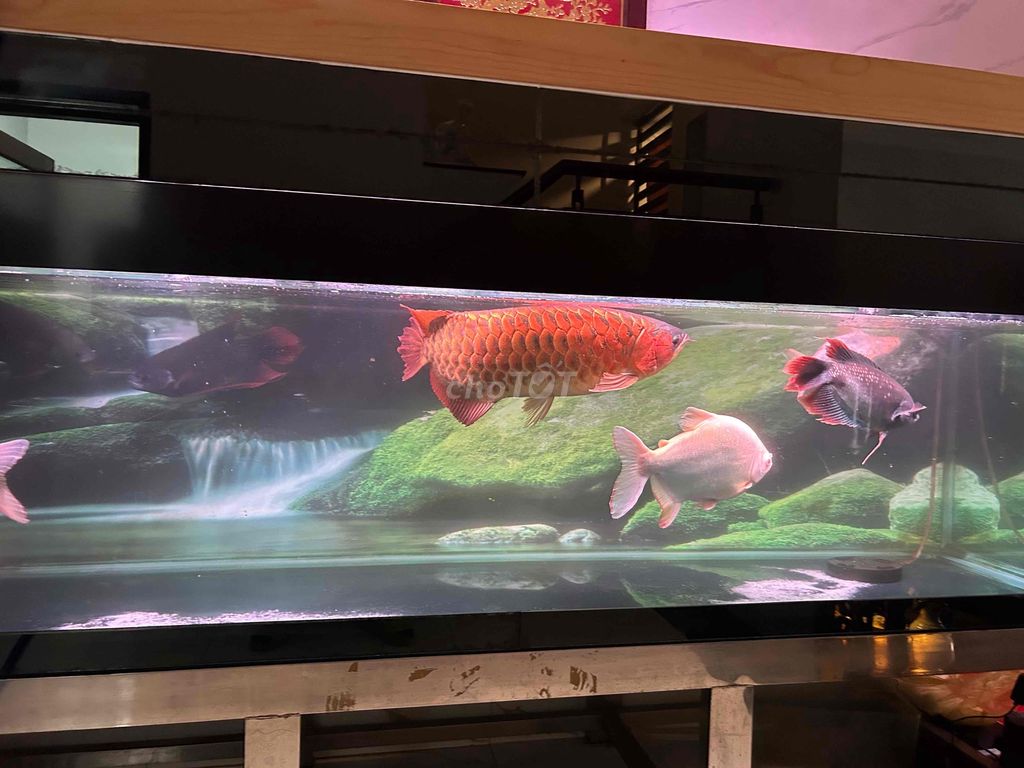 Pacu mắt đỏ size 50cm + HKPT 38-40cm