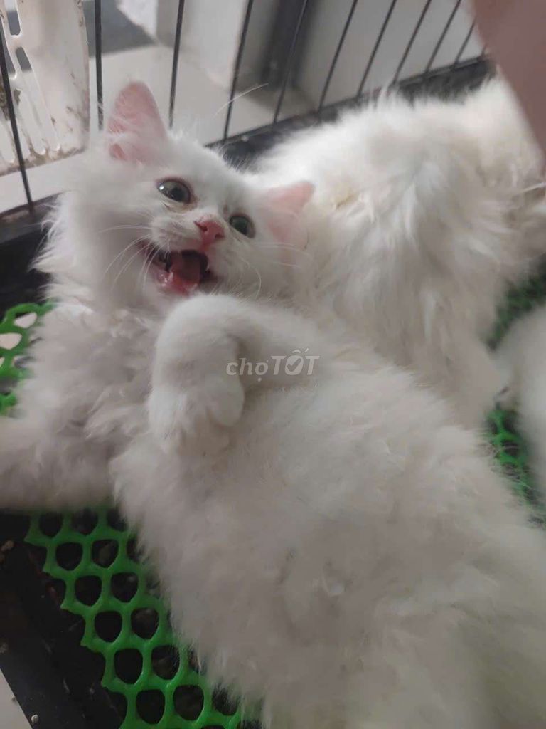 Mèo anh lông trắng bông xù siêu đẹp mũi hồng. Mua bán Mèo tại Thành phố Thủ Đức Tp Hồ Chí Minh được đăng bởi Bảo Nghi hình 1