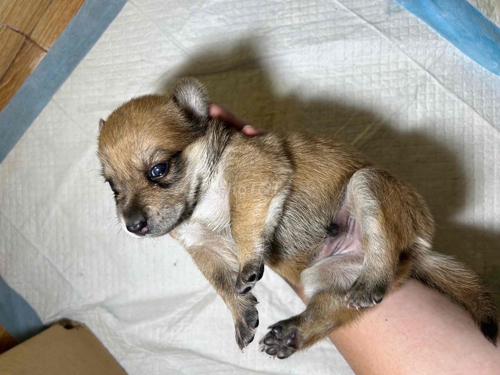 tìm chủ cho 3 bé cún. Mua bán Chó tại Thành phố Thủ Đức Tp Hồ Chí Minh được đăng bởi Gia Bảo hình 1