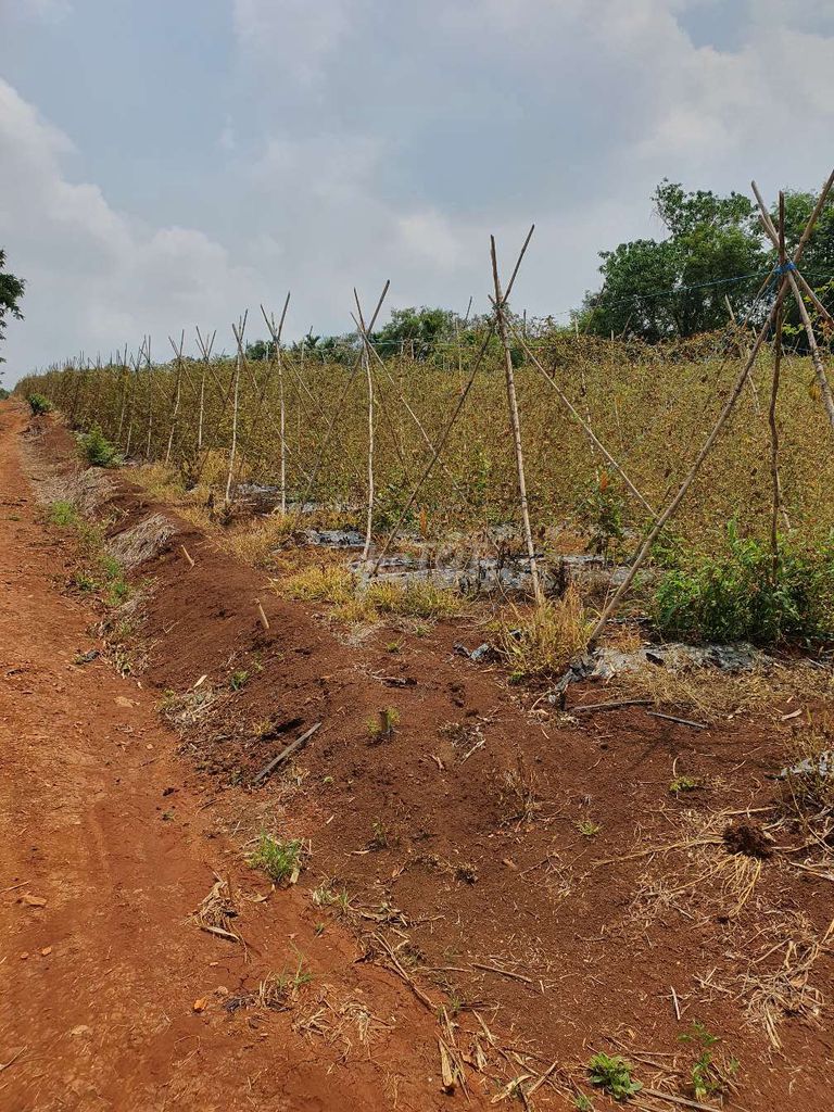 Khổ qua khô. Mua bán Đồ ăn, thực phẩm và các loại khác tại Thành phố Buôn Ma Thuột Đắk Lắk được đăng bởi thuận vũ bình hình 1