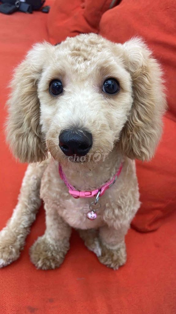 Chó Poodle Đực Vàng kem đã tiêm phòng. Mua bán Chó tại Quận Cầu Giấy Hà Nội được đăng bởi Dương Dương hình 1
