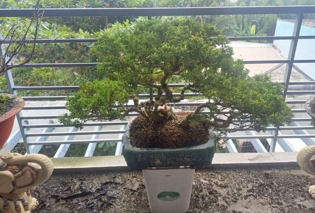 Cây cảnh Linh sam 25 năm. Mua bán Cây cảnh, đồ trang trí tại Huyện Nhà Bè Tp Hồ Chí Minh được đăng bởi sang hình 1