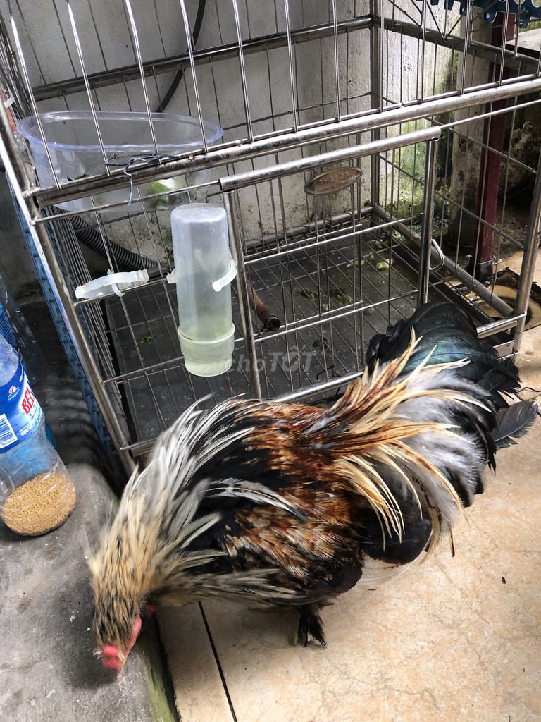 Gà tân châu chuối trắng, ngực đen, đuôi dài. Mua bán Gà tại Huyện Thanh Trì Hà Nội được đăng bởi Luong Chinh hình 3