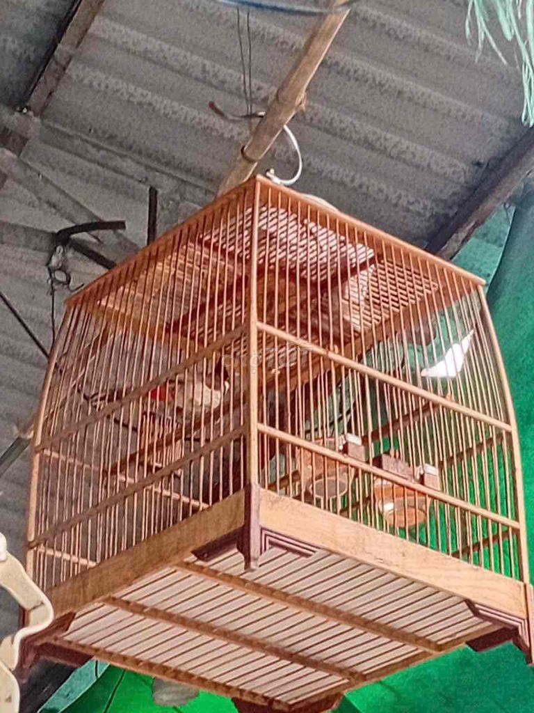 cã bo bán hoăc gl than non trong. Mua bán Chim tại Huyện Hóc Môn Tp Hồ Chí Minh được đăng bởi tài trần  hình 1