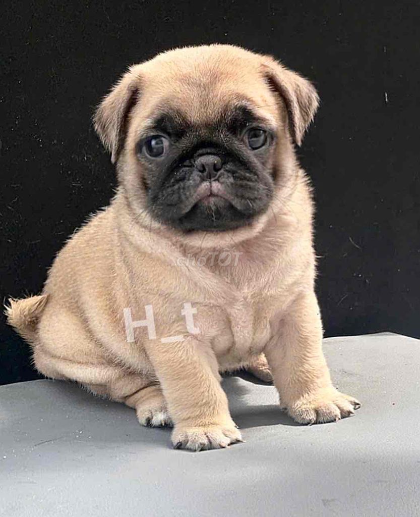 pug xệ heo chuẩn thái. Mua bán Chó tại Quận Bình Tân Tp Hồ Chí Minh được đăng bởi huỳnh thật  hình 2