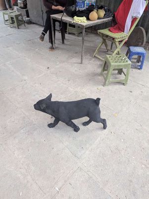 Chó mông cộc cái 4 tháng đủ 2 mũi