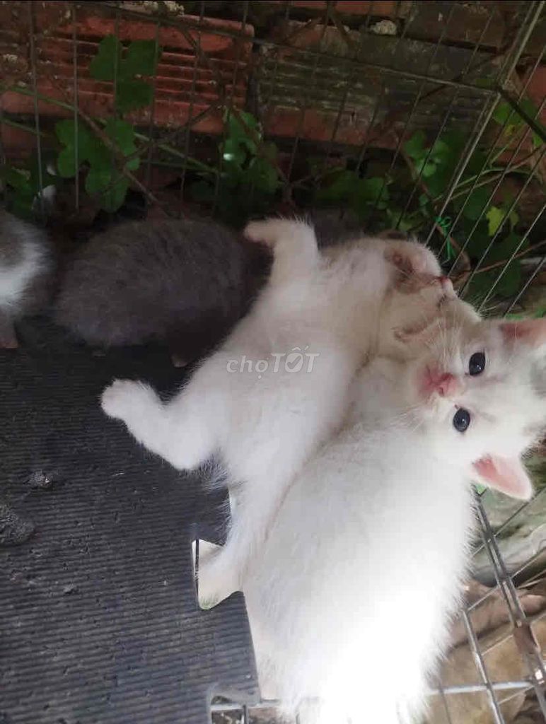 Mèo lông ngắn Xám Trắng Mèo con. Mua bán Mèo tại Quận 7 Tp Hồ Chí Minh được đăng bởi Ngọc Xuân hình 1