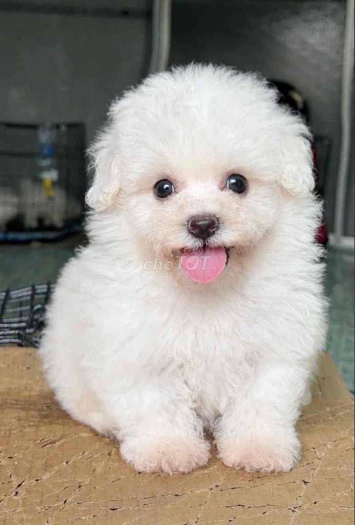 Chó Poodle Trắng 2 tháng đã tiêm. Mua bán Chó tại Huyện Bình Chánh Tp Hồ Chí Minh được đăng bởi pom pet sài gòn hình 1