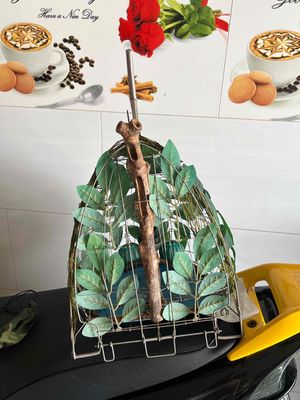 lup cu gái. Mua bán Chim tại Huyện Bình Chánh Tp Hồ Chí Minh được đăng bởi Phạm trưởng