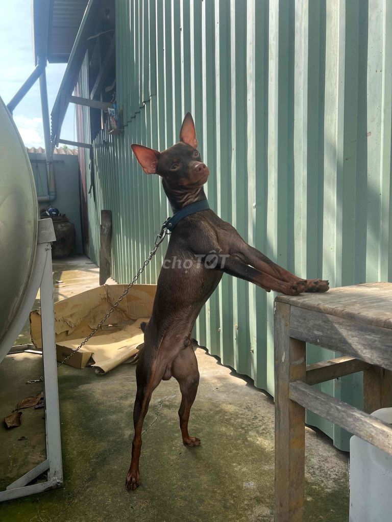 Chó Fox Hưu Đực Nâu 15 tháng. Mua bán Chó tại Huyện Châu Thành Long An được đăng bởi Trần khắc Bá hình 1