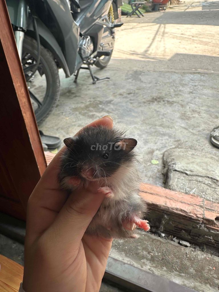 bear xù. Mua bán Thú cưng khác tại Quận 8 Tp Hồ Chí Minh được đăng bởi khoai hametr hình 3