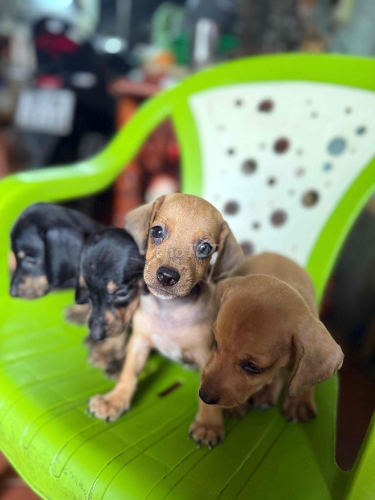 chó con lạp xưởng thuần chủng nhà nuôi. Mua bán Chó tại Quận Tân Bình Tp Hồ Chí Minh được đăng bởi nguyen thi my hanh hình 1