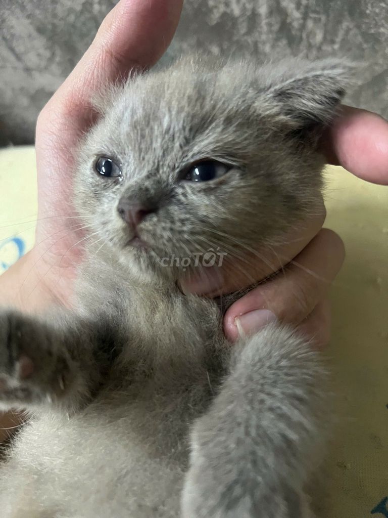Mèo anh Xám Đen dễ thương. Mua bán Mèo tại Quận Gò Vấp Tp Hồ Chí Minh được đăng bởi Zũ hình 1