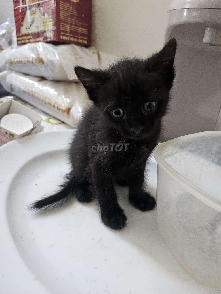 📢 BÁN MÈO CON SIÊU DỄ THƯƠNG 🐱. Mua bán Mèo tại Quận Đống Đa Hà Nội được đăng bởi Lê Thu Hương hình 2