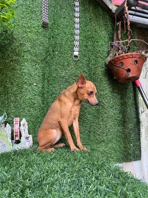 chó phốc hươu cái. Mua bán Chó tại Huyện Thanh Trì Hà Nội được đăng bởi phạm duy
