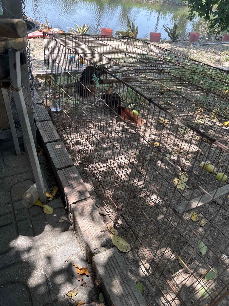 sóc bụng đỏ sdt ***. Mua bán Thú cưng khác tại Huyện Thới Bình Cà Mau được đăng bởi Nguyễn Nhật Linh hình 1