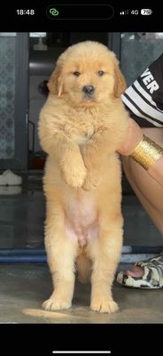 Golden  Baby  Bảo hành thuần trọn đời. Mua bán Chó tại Huyện Bình Chánh Tp Hồ Chí Minh được đăng bởi Huỳnh Chân