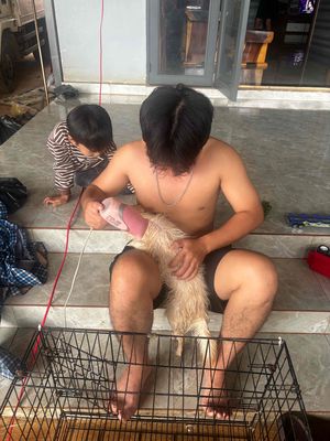 Chó Phốc sóc lai Nhật cái 7 tháng