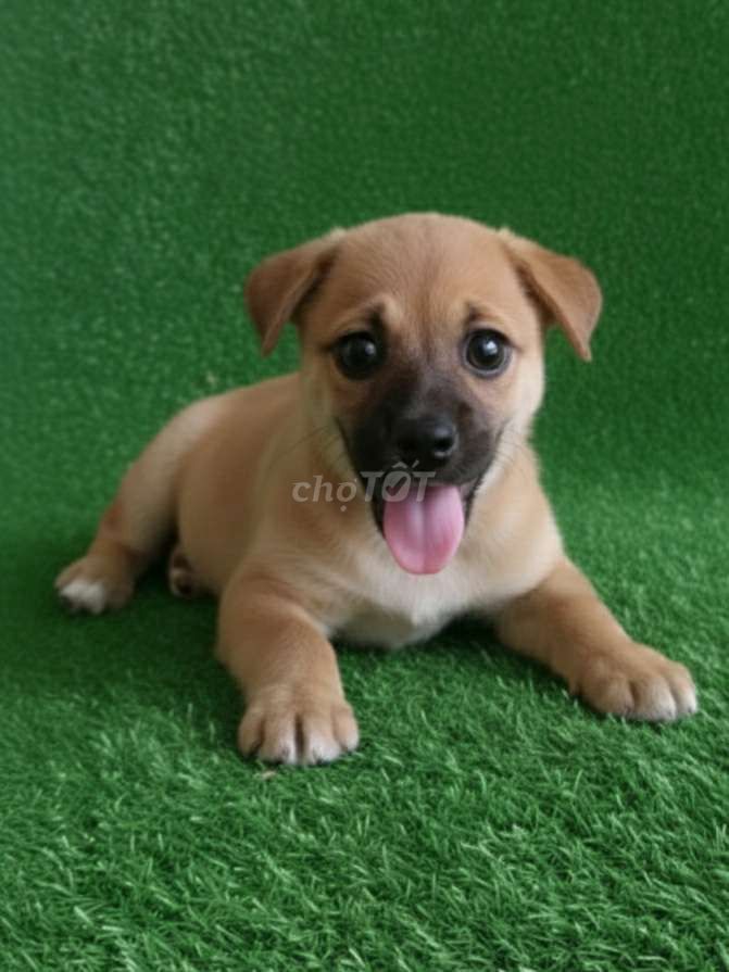 Chó Pug f1 vàng 2 tháng thông minh chân lùn. Mua bán Chó tại Quận 12 Tp Hồ Chí Minh được đăng bởi Thi Thi hình 1